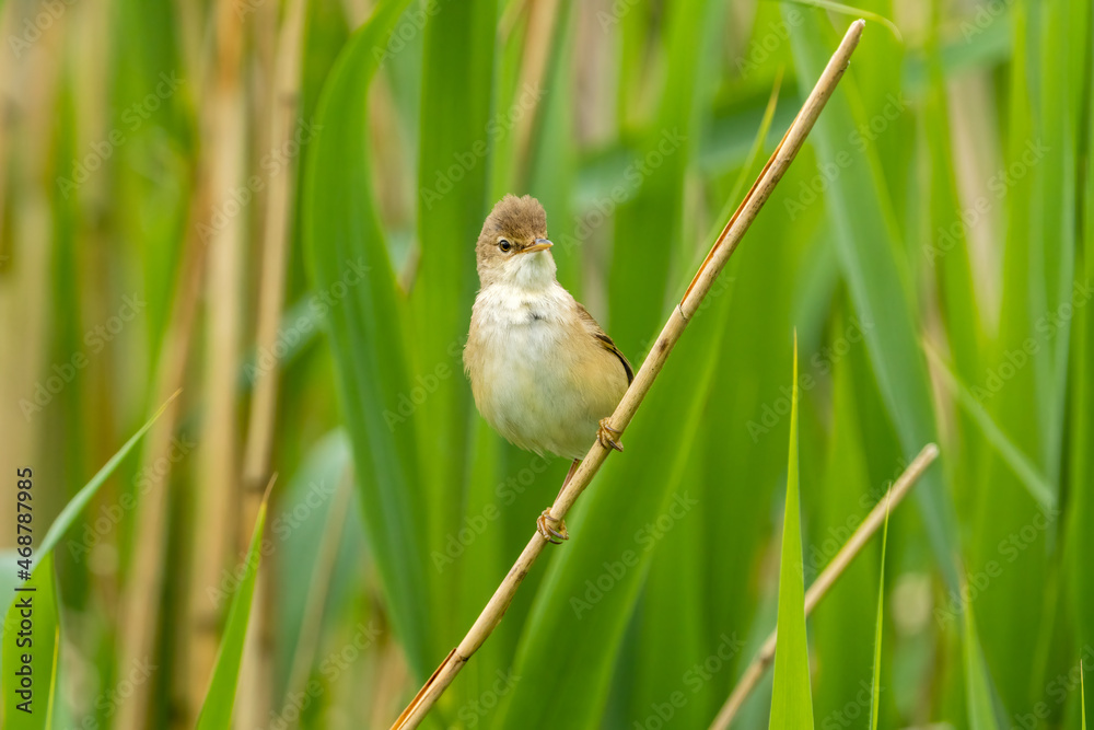 Fototapeta premium Marsh warbler