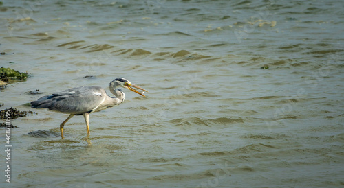 Grey heron fishing © OvidiuDaniel