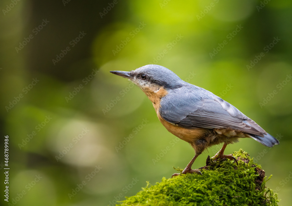 Nuthatch Nuthatch