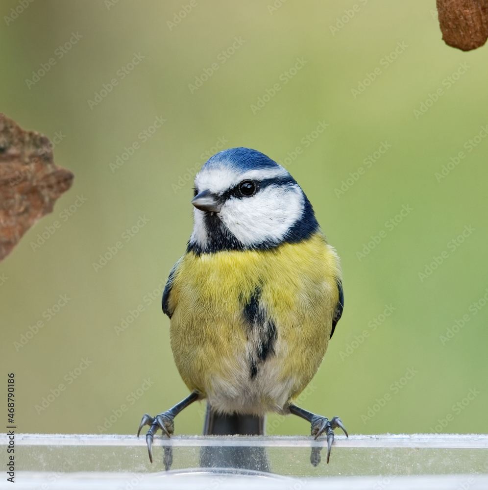 Obraz premium mésange bleu