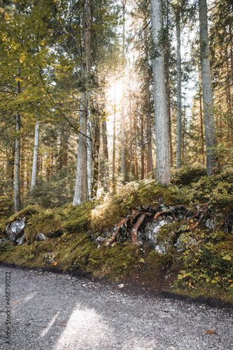 autumn in the forest Germany