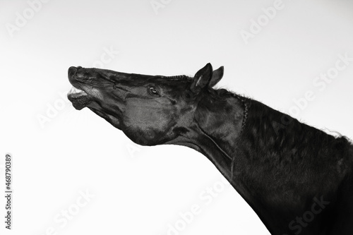art portrait of beautiful black horse sniffling against white background