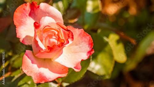 Beautiful flowers in our garden on a sunny summer day