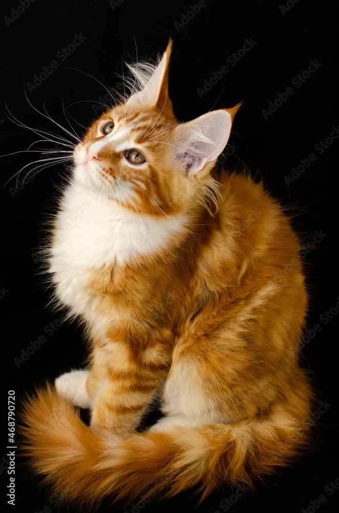 Fototapeta premium Maine Coon cat of red color, with fluffy red hair, on a black background.