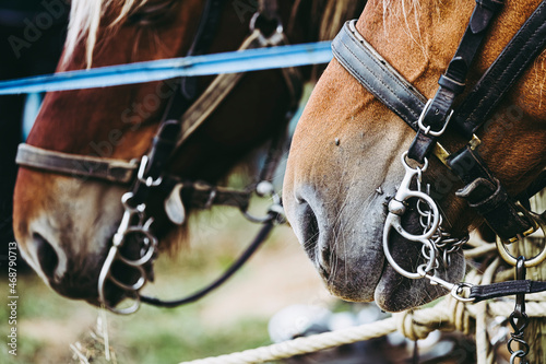 Close up sur les naseaux d'un cheval de trait brun avec son équipement de traction