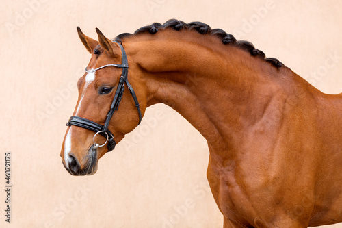 Vászonkép Portret of a sports horse in a bridle