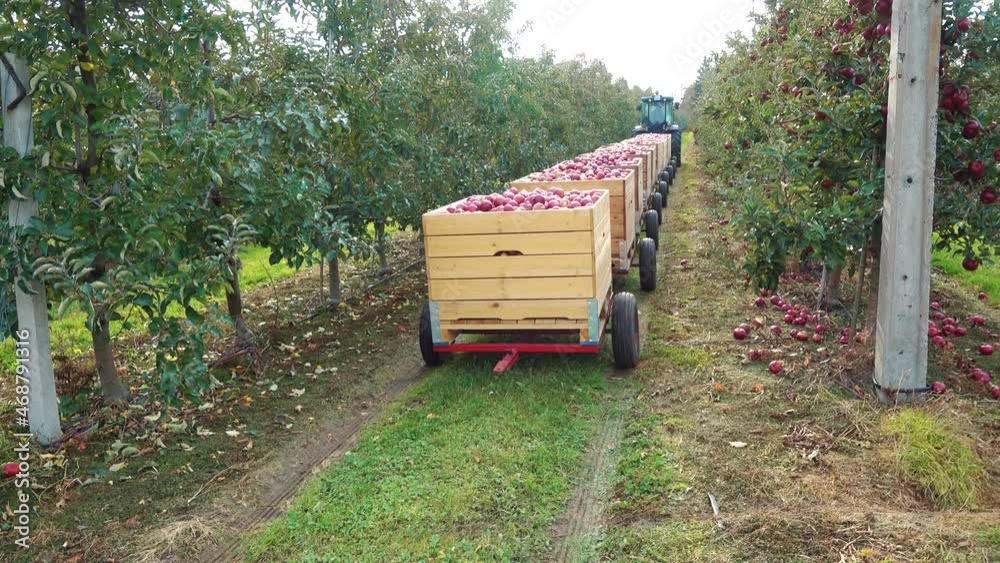 The tractor is carrying boxes of apples through the garden. The tractor is carrying boxes of apples through the garden.