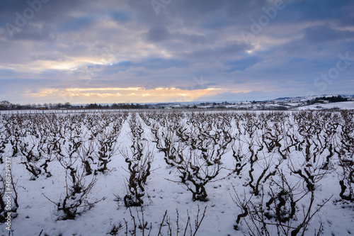 Schilderij op canvas Snowed landscape of vineyards in Beaujolais land, France