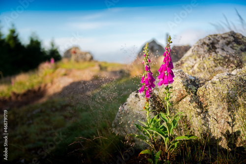 Digitalis Purpurea, Digitale ou Gantillier, arête granitique de Chiroubles, Beaujolais photo