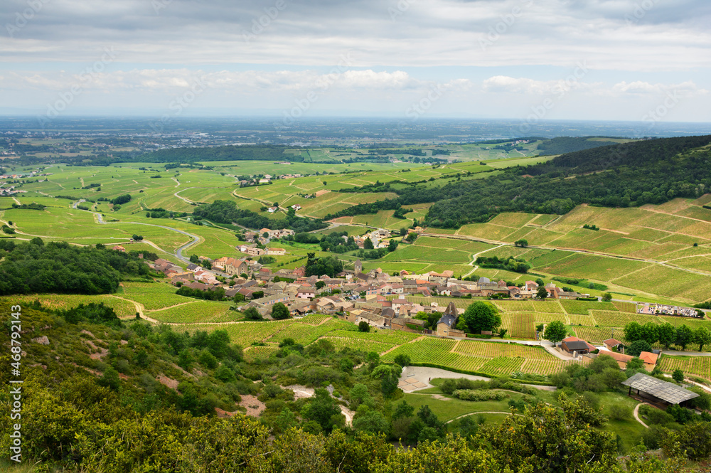 Vineyard of Solutré village, Bourgogne, France