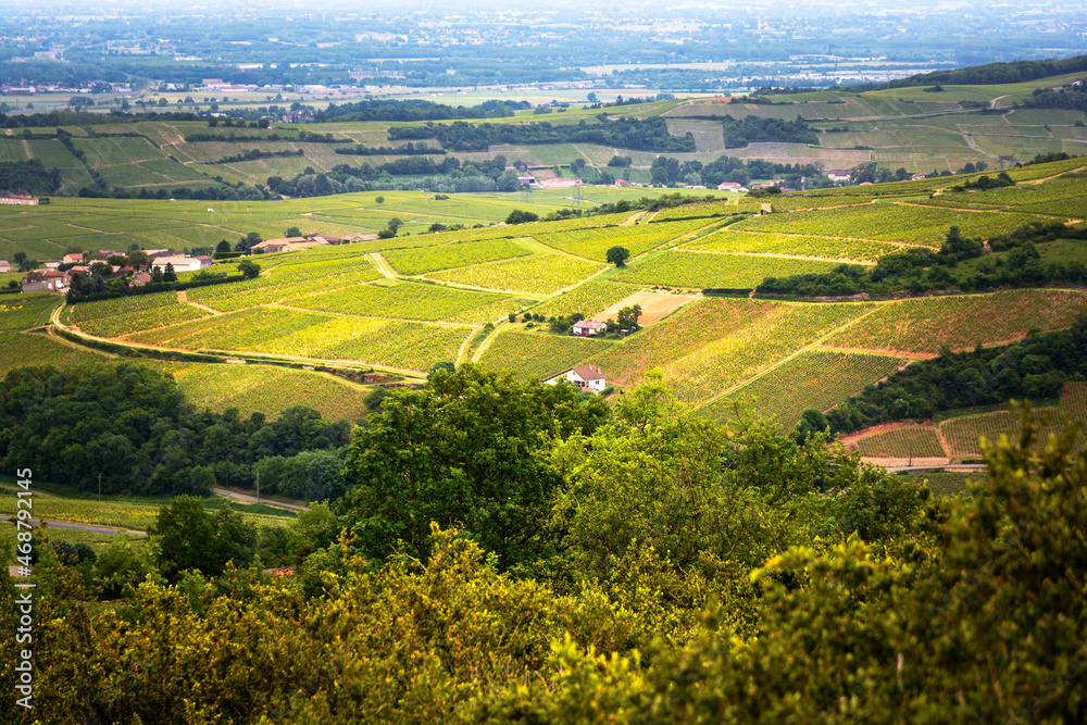 Vineyard of Solutré village, Bourgogne, France