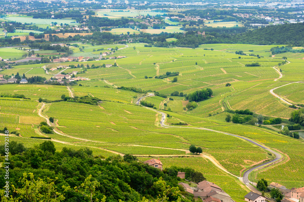 Vineyards of Beaujolais, France