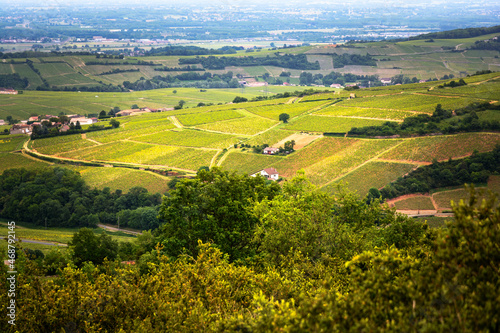 Vineyard of Solutré village, Bourgogne, France