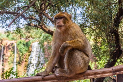 Wild barbary ape with the Ouzoud waterfalls in the background, Morocco © Stefano Zaccaria
