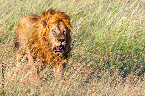 Fototapeta Naklejka Na Ścianę i Meble -  African Lion in high grass on the savanna
