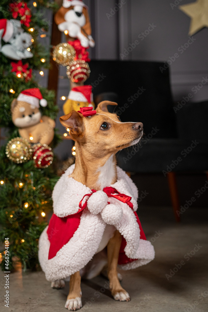 Ensaio de Natal Pet em cenário natalino Ensaio de Natal Pet em cenário natalino