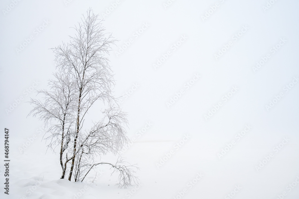Birch with hoarfrost in a foggy landscape Birch with hoarfrost in a foggy landscape