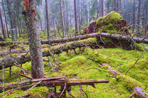 Old spruce forest with an uprooted tree