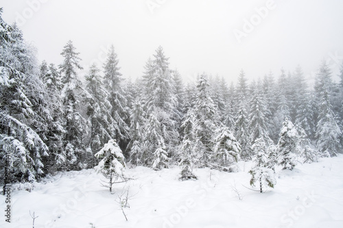 Snowy spruce forest in a beautiful landscape