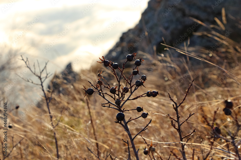 Fototapeta premium A close-up of dried stems and berries on a rock against the orange sky at sunrise in the mountains