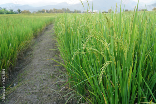 green ears of rice. Rice seed ripe and green leaves. with earthen dyke. Rich food concept.