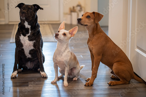 Canvas Print Family of three rescue dogs sit and wait to go for a walk