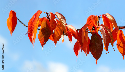 Photography Colorful red orange Fall leaves on branch of Tupelo or Black Gum tree against blue sky