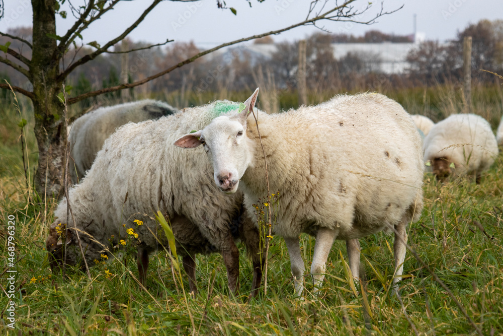 Obraz premium Jeuk aan het oor.