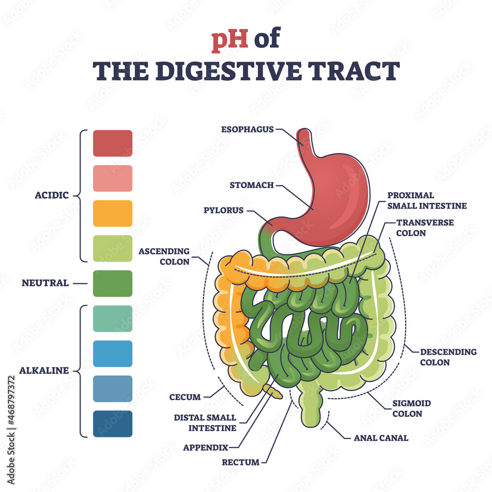 Vecteur Stock PH of digestive tract with acidic, neutral or alkaline colors  outline diagram. Labeled educational gastronomical organs acid  concentration comparison with anatomical structure vector illustration. |  Adobe Stock