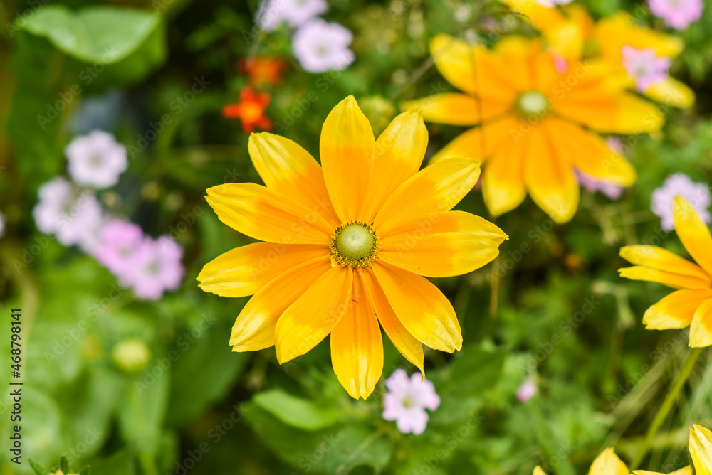 Yellow rudbeckia blooming in the garden. Yellow rudbeckia blooming in the garden.