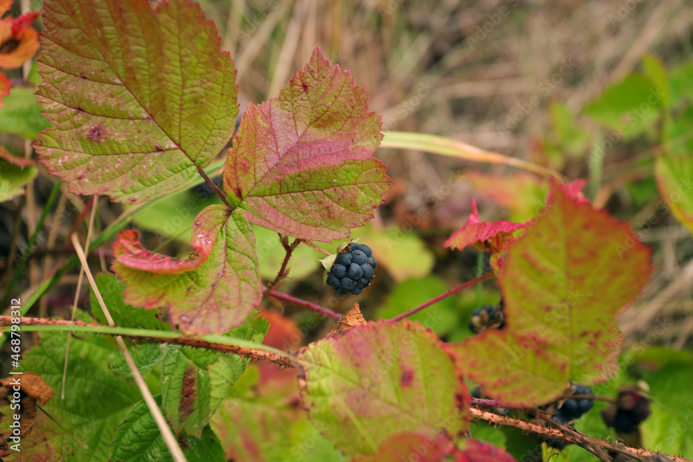 ripe black berries of blackberries close-up on a background of beautiful green and red autumn leaves ripe black berries of blackberries close-up on a background of beautiful green and red autumn leaves
