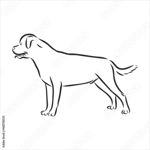Rottweiler illustration, drawing, engraving, ink, line art, vector