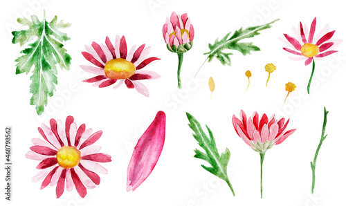 Pink chrysanthemum flowers watercolor element set. Template for decorating designs and illustrations.