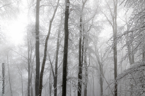 Frost covered forest on fogy morning