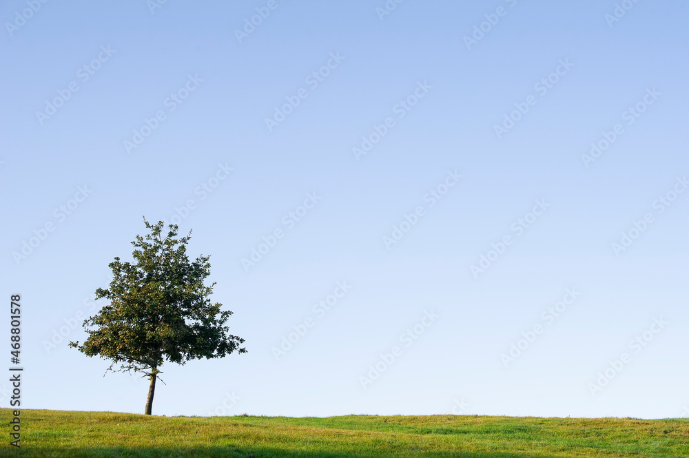 Solitary tree standing in grassland against a blue sky, Staffordshire, England, UK. Solitary tree standing in grassland against a blue sky, Staffordshire, England, UK.