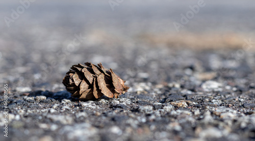Brown cone on the ground. Close view. Copy space. Wide banner format.