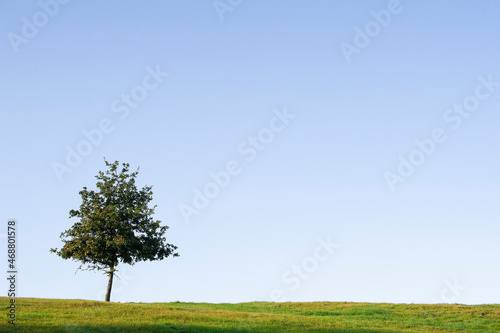 Solitary tree standing in grassland against a blue sky  Staffordshire  England  UK.