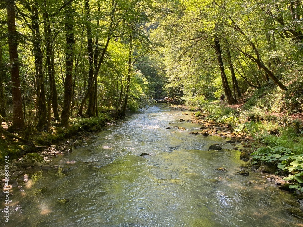 Curak stream near the Zeleni vir picnic area in Gorski kotar - Vrbovsko, Croatia (Potok Curak kod izletišta Zeleni vir u Gorskom kotaru - Vrbovsko, Hrvatska) Curak stream near the Zeleni vir picnic area in Gorski kotar - Vrbovsko, Croatia (Potok Curak kod izletišta Zeleni vir u Gorskom kotaru - Vrbovsko, Hrvatska)