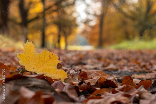 Yellow and brown leaves against the background of the autumn blurred park. Copy space.