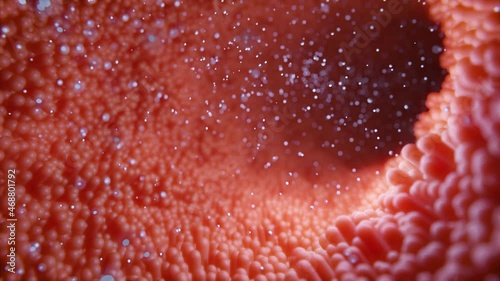 Kamerafahrt durch Darm mit Darmzotten und Bakterien - Thema Mikrobiom oder Darmkrebs Vorsorge