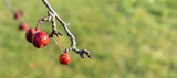 Red autumn Malus fruits on the blurred background. Malus Ola. Banner format.