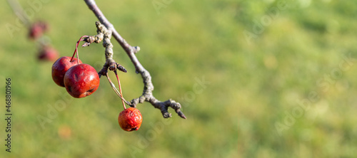 Red autumn Malus fruits on the blurred background. Malus Ola. Banner format.