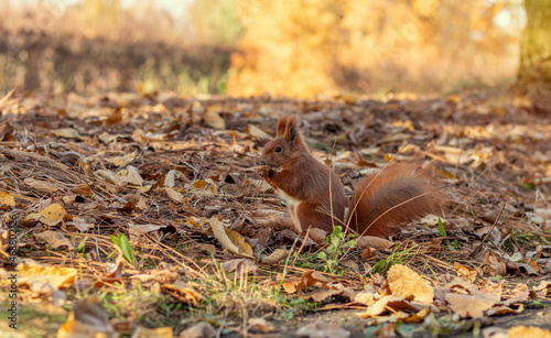 Red squirrel plays among autumn leaves. Sciurus vulgaris. © FFilo