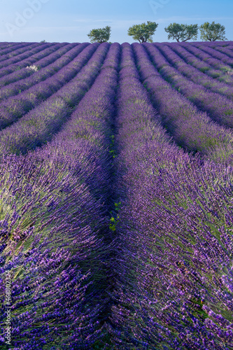 Provenza - Fioritura della lavanda