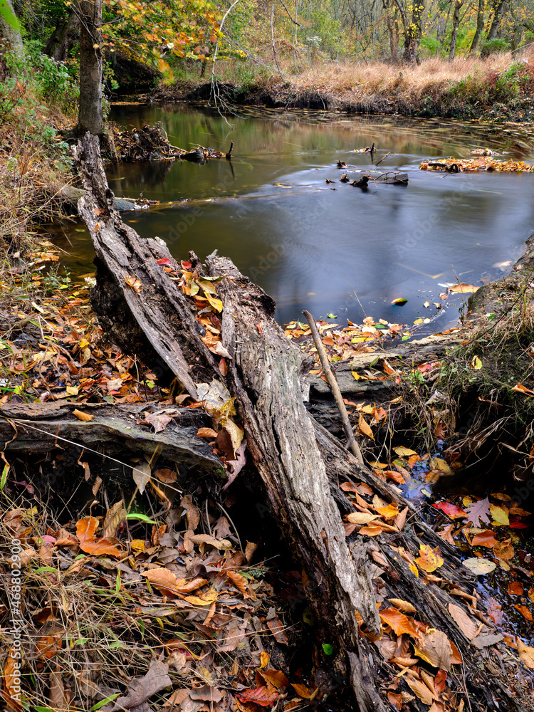 Fototapeta premium Fall trees across a fast flowing brook in autumn