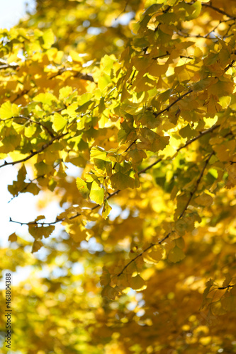 Yellow Ginkgo biloba autumn leaves