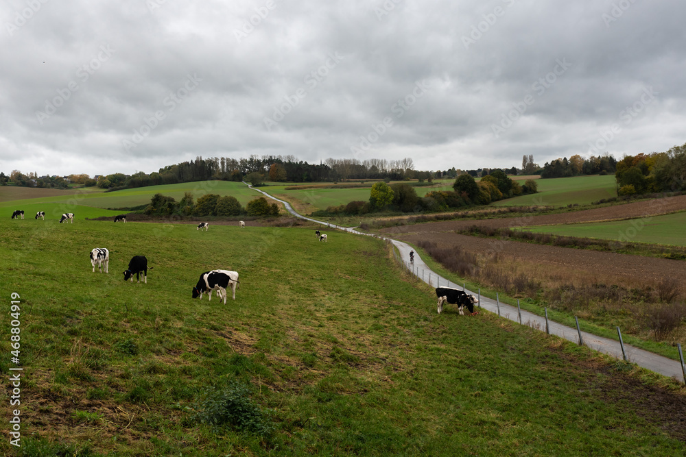 a hilly mud road through the meadows with grazing cattle a hilly mud road through the meadows with grazing cattle