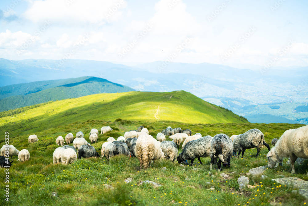 A herd of sheep in the mountains. Beautiful mountain landscape view. Carpathians, Ukraine.