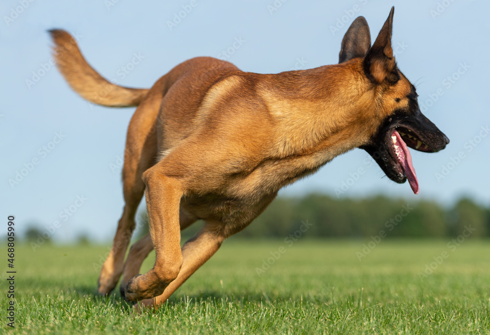 Running young belgian shepherd malinois Running young belgian shepherd malinois