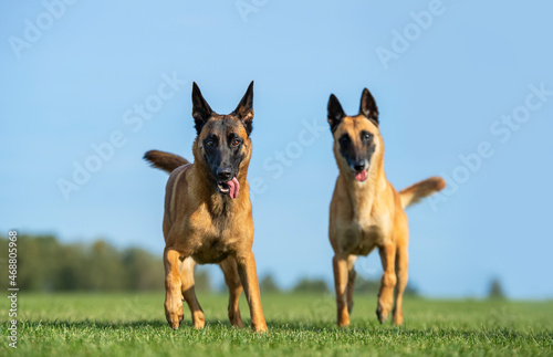 Portrait of two running Belgian shepherd malinois females
